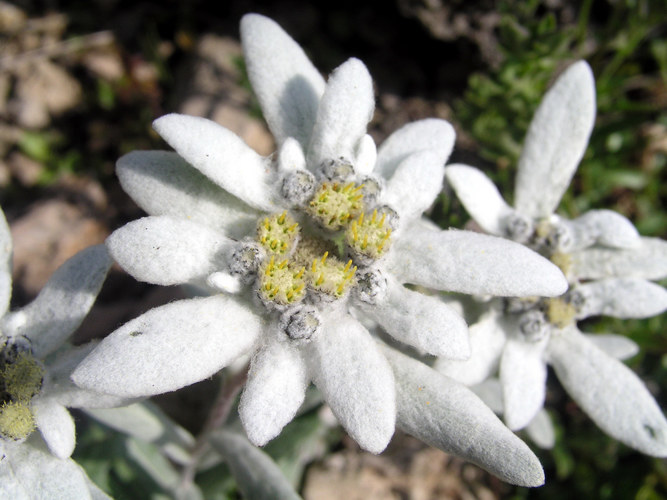 Edelweiss