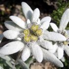 Edelweiss