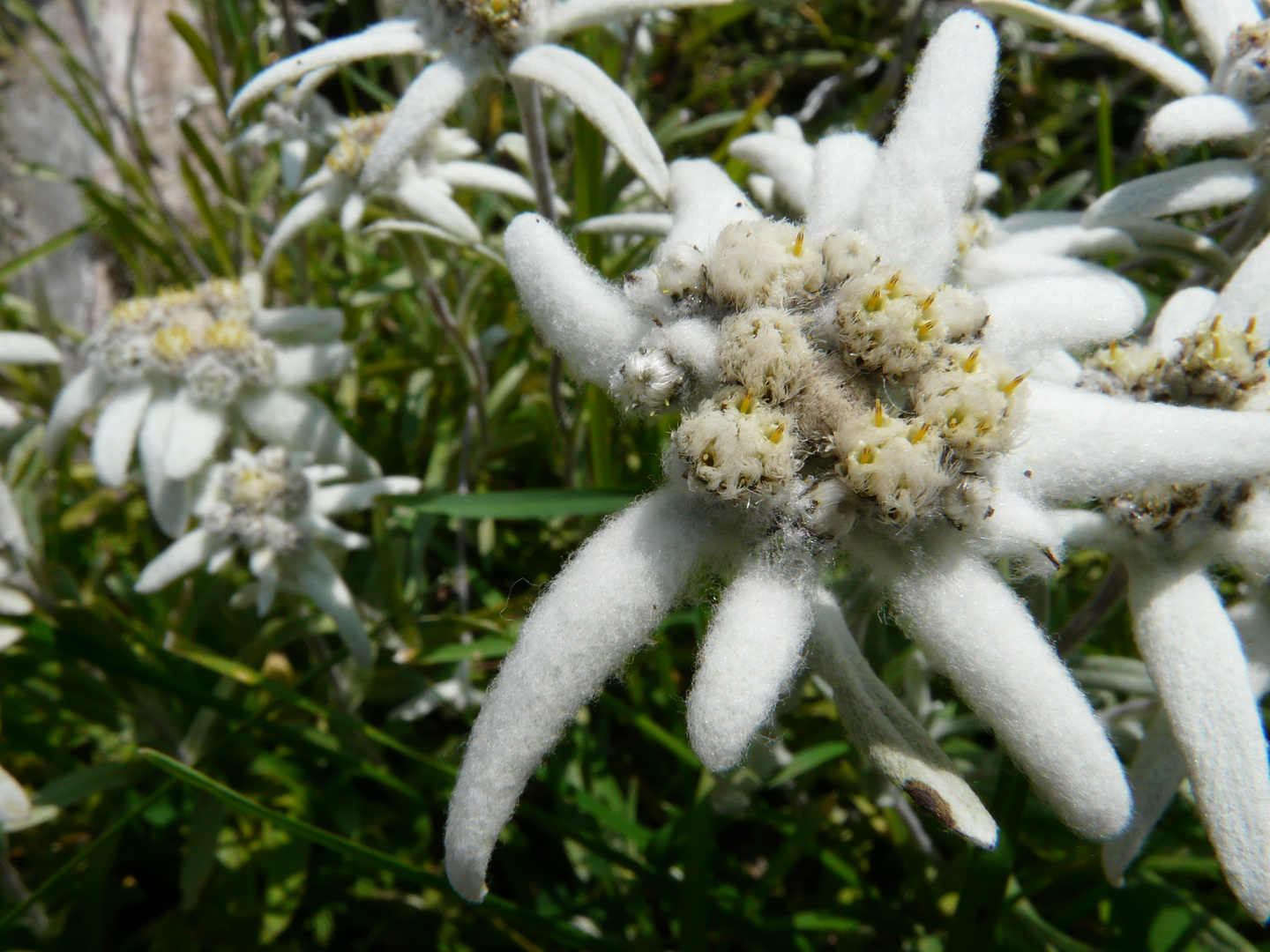 Edelweiss