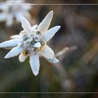 Edelweiss