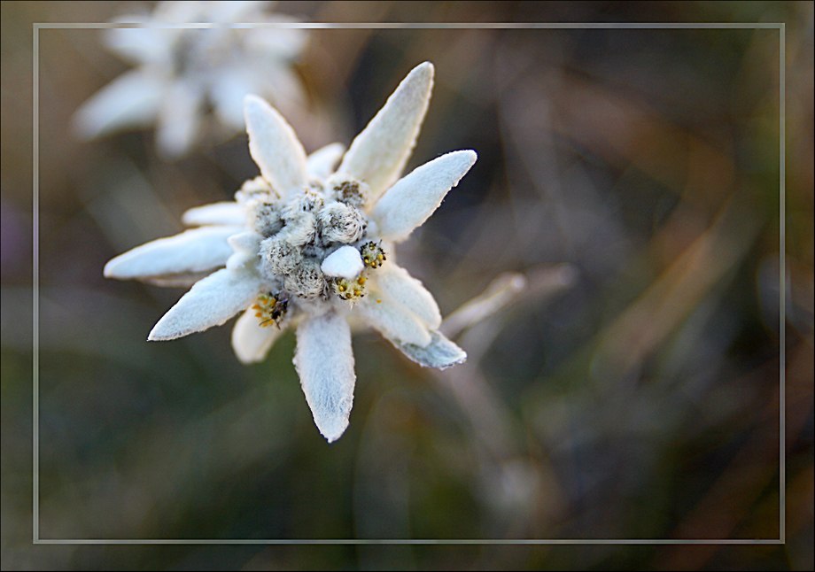 Edelweiss