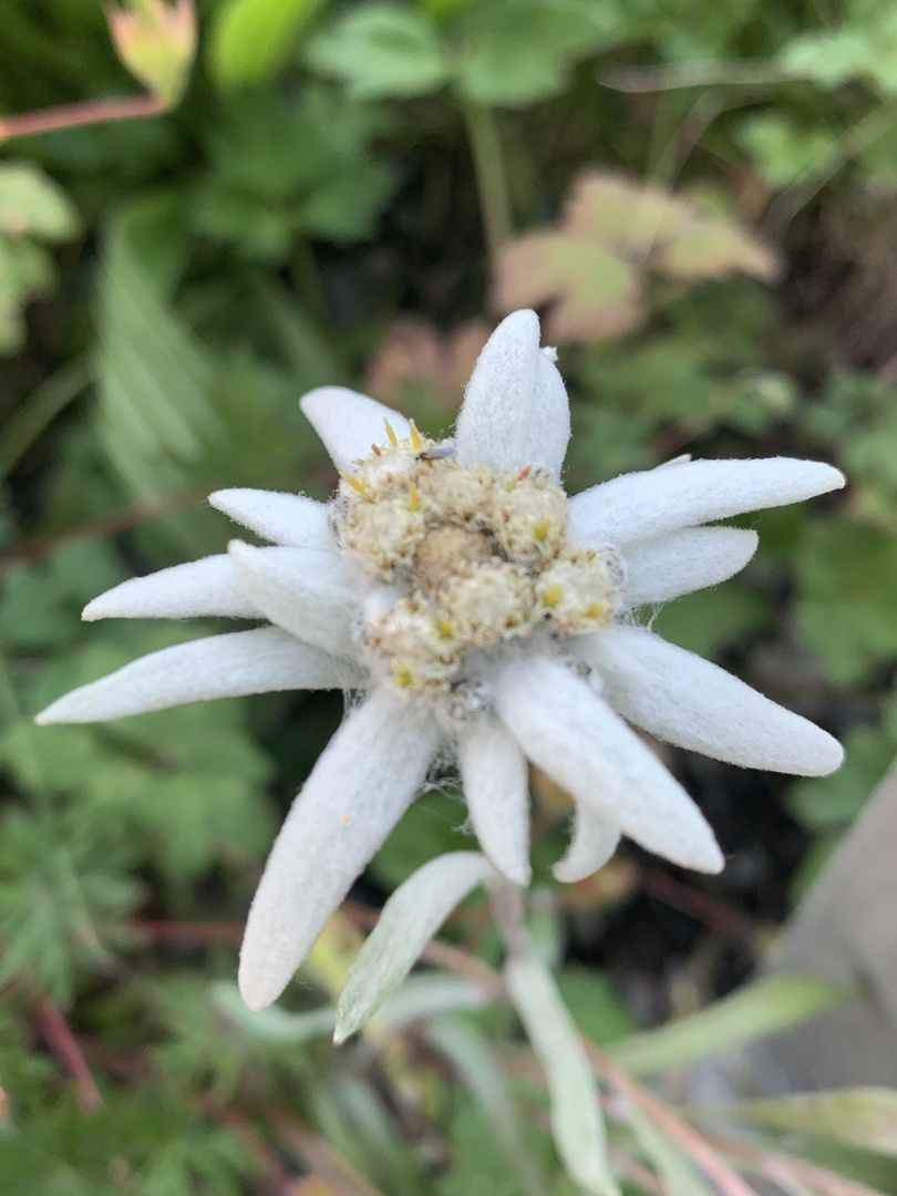 EDELWEISS