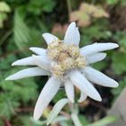 EDELWEISS