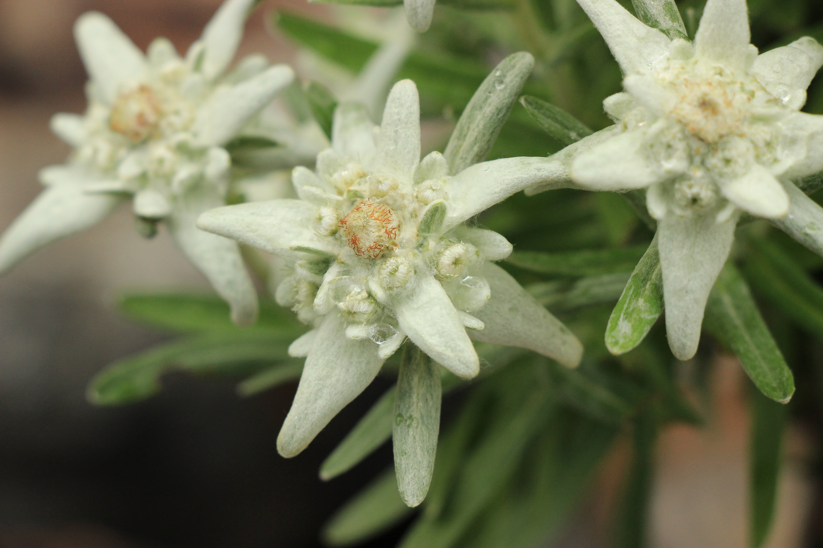 Edelweiss