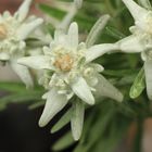 Edelweiss