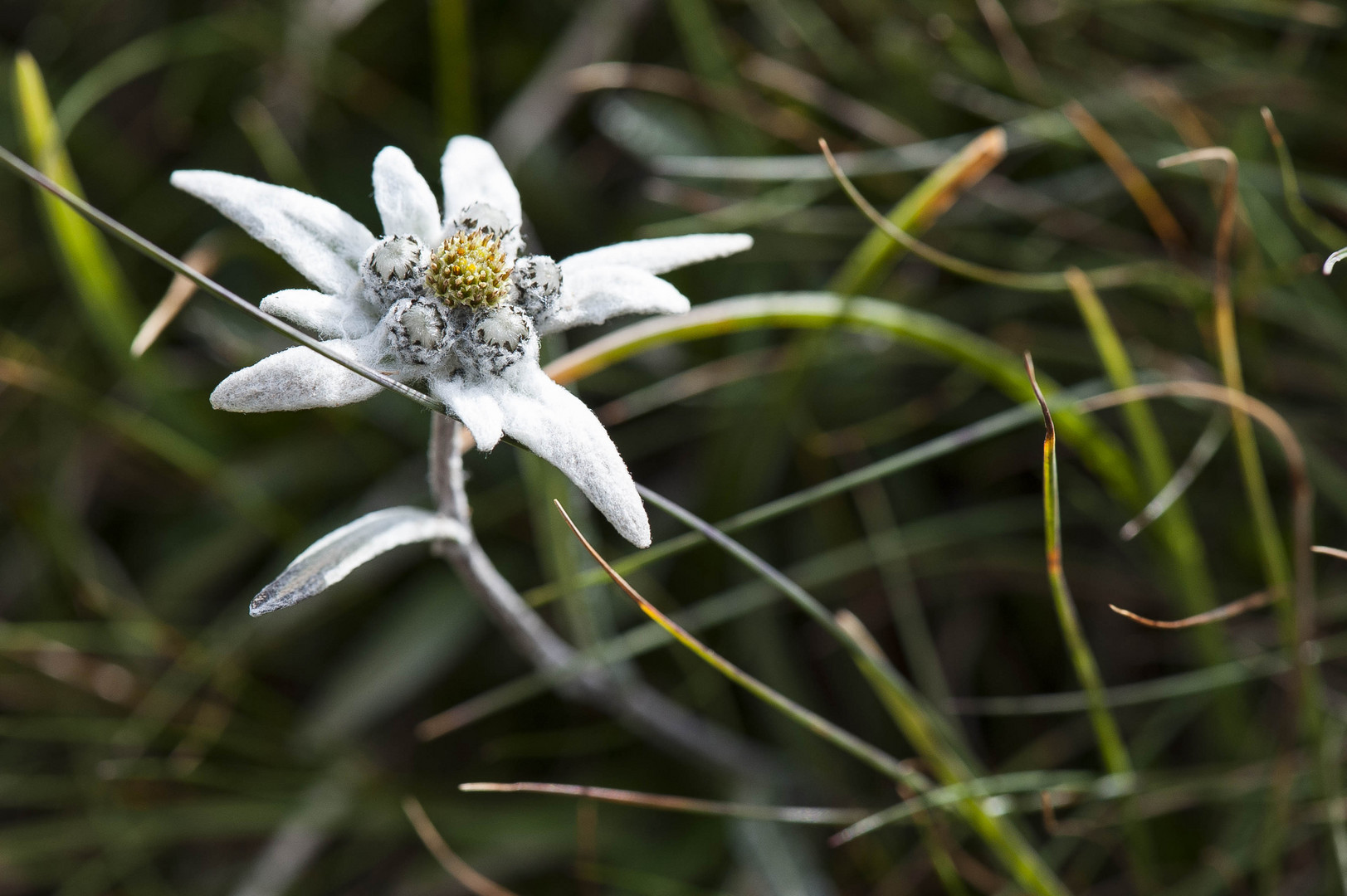 Edelweiß Foto & Bild pflanzen, pilze & flechten, blüten