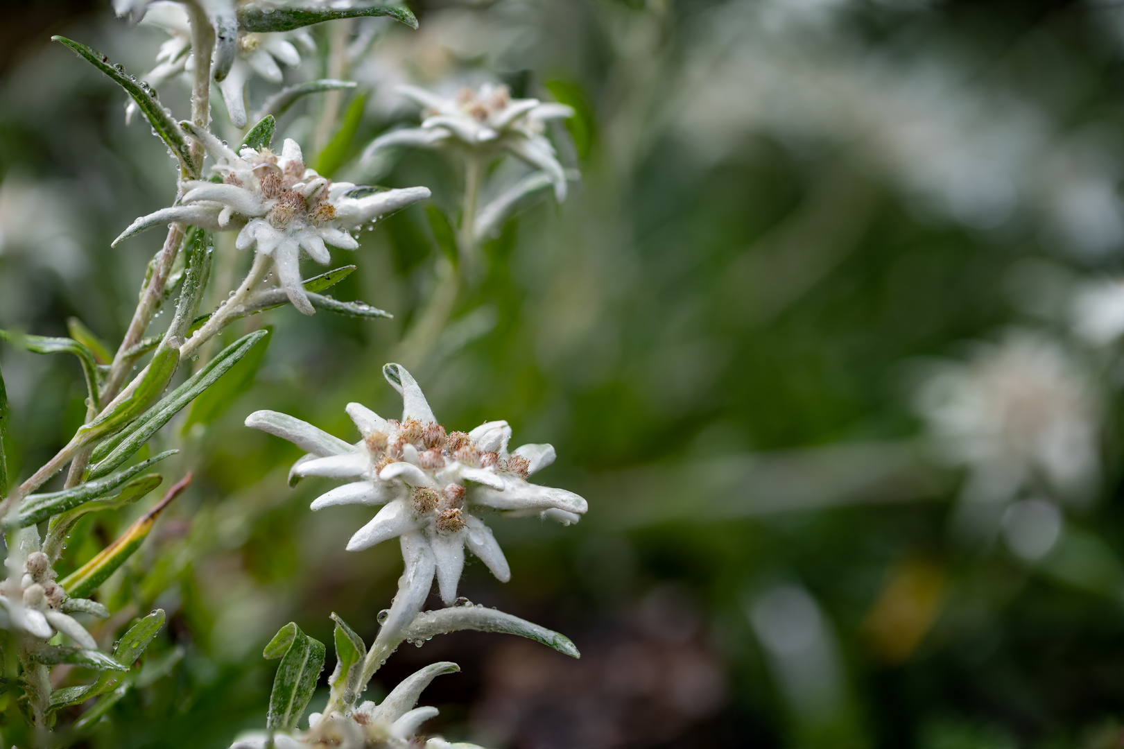 Edelweiss