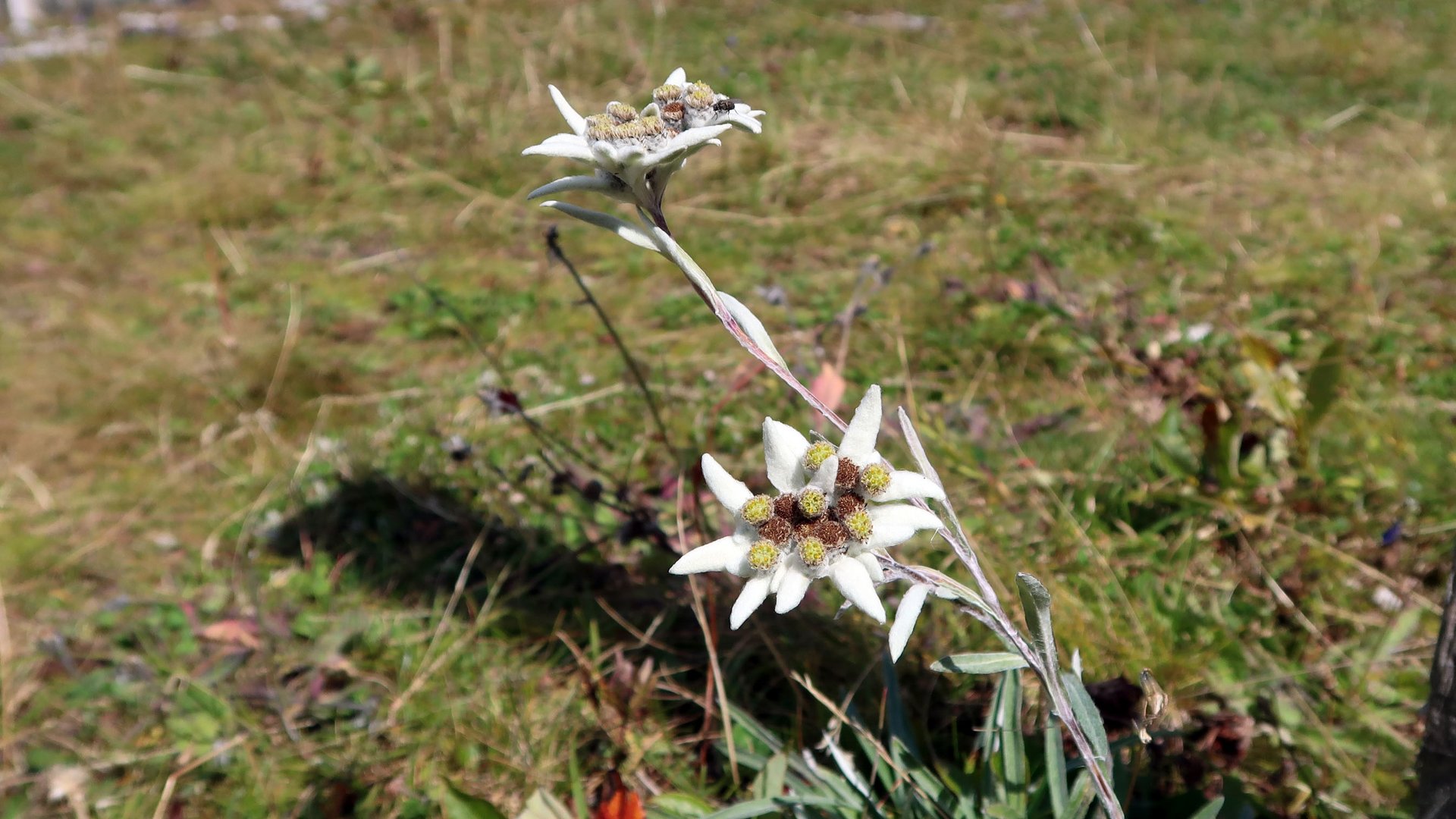 Edelweiss