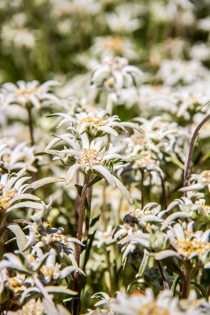 Edelweiss