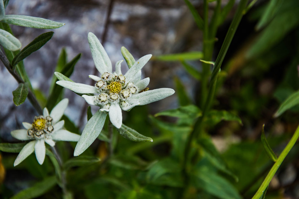 Edelweiss