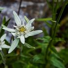 Edelweiss