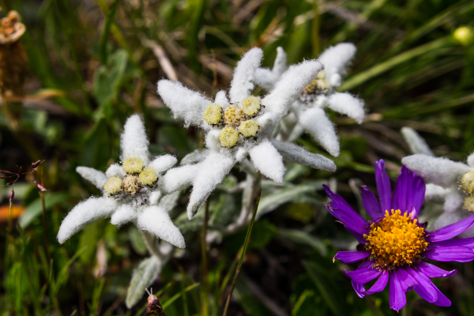 Edelweiss