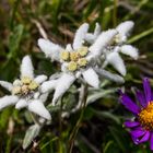 Edelweiss