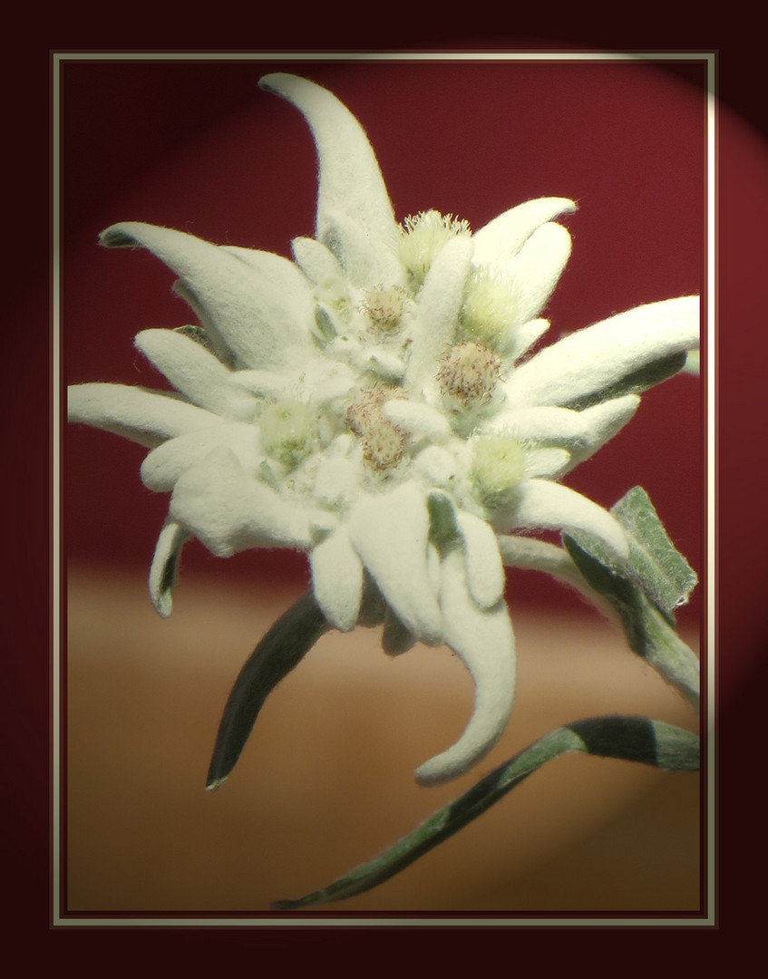 Edelweiss