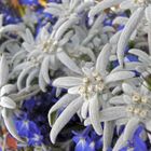 Edelweiss