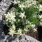 Edelweiss