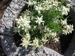 Edelweiss