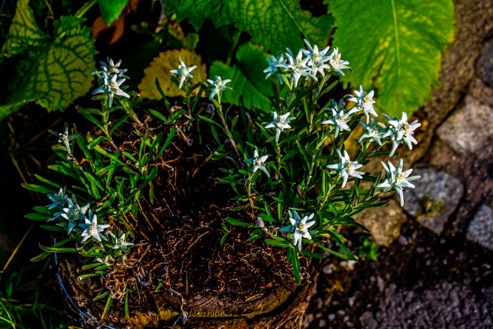 Edelweiss