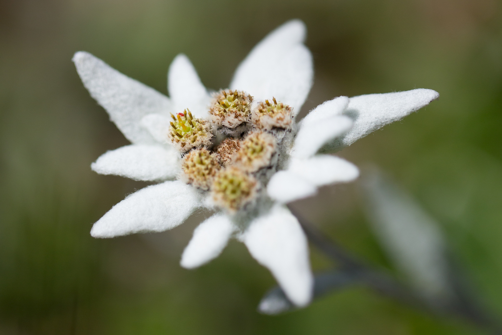 Edelweiss