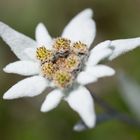 Edelweiss