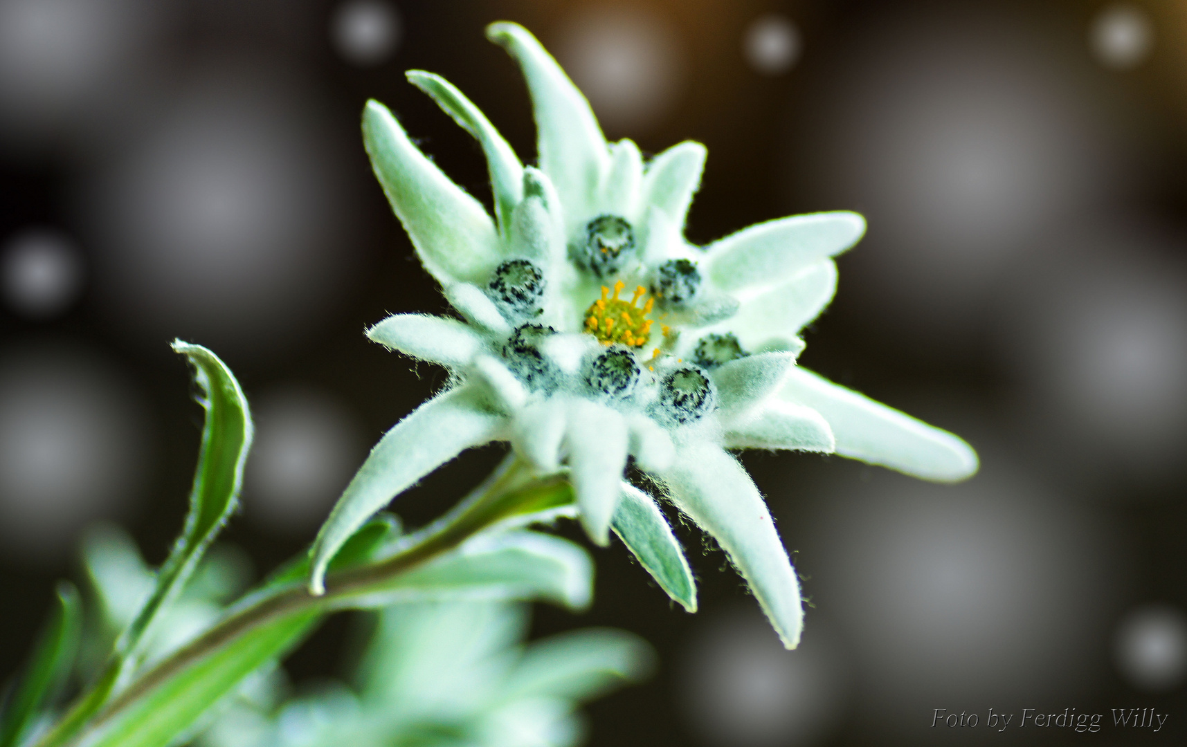 Edelweiss