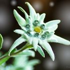 Edelweiss