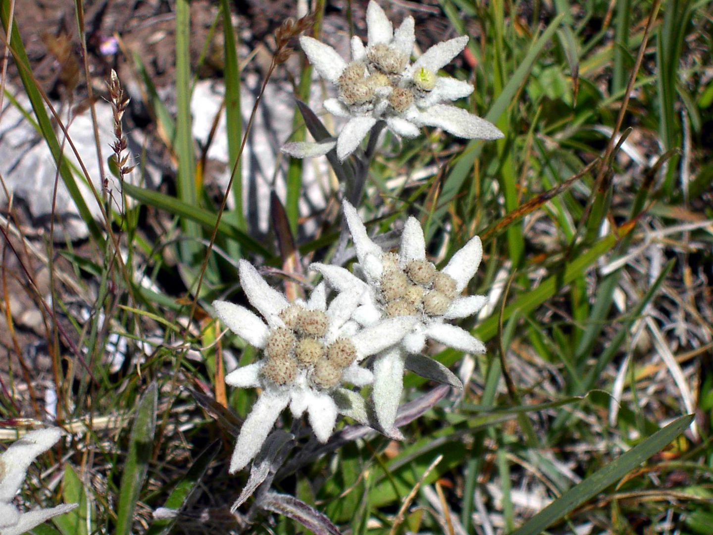 edelweiss