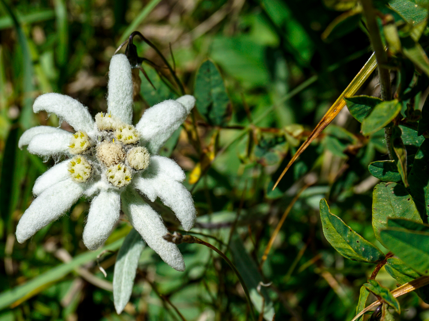 Edelweiss