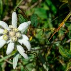 Edelweiss