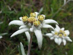 Edelweiss