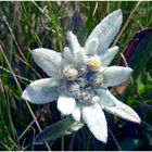 Edelweiss