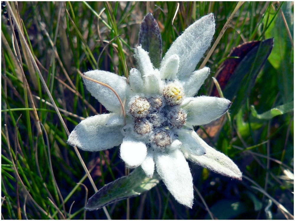 Edelweiss