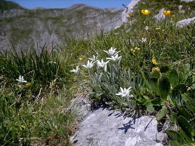 Edelweiss