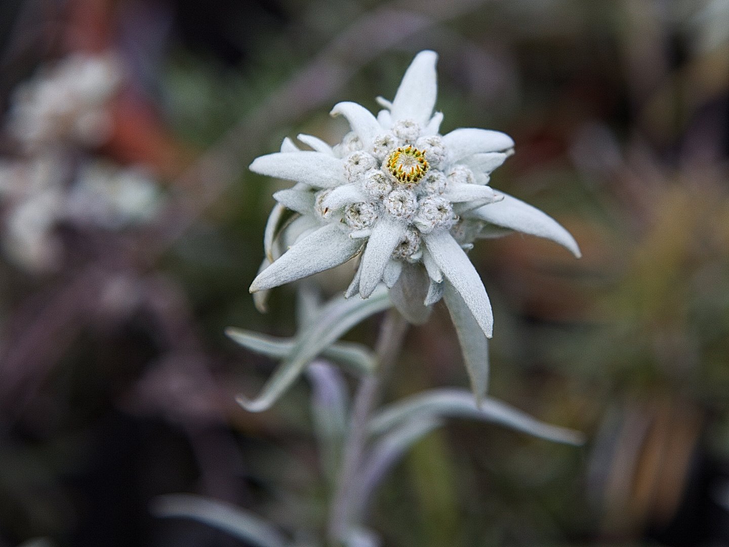 " Edelweiss "