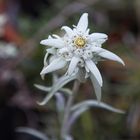 " Edelweiss "