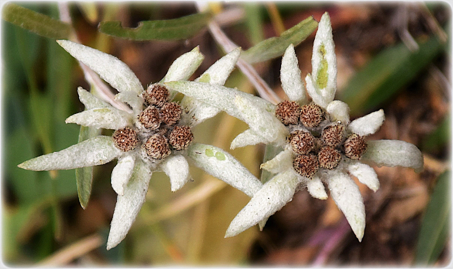edelweiss Foto Bild natur Bilder auf fotocommunity edelweiss Foto Bild natur Bilder auf fotocommunity