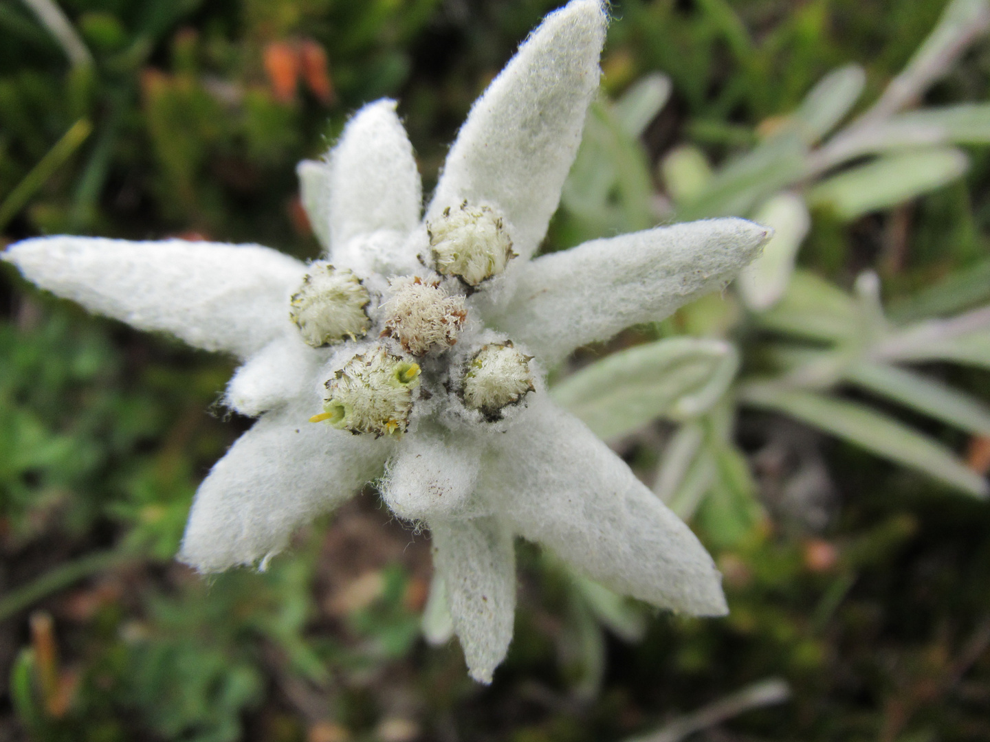 Edelweiss