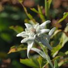 Edelweiss