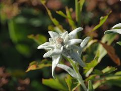 Edelweiss