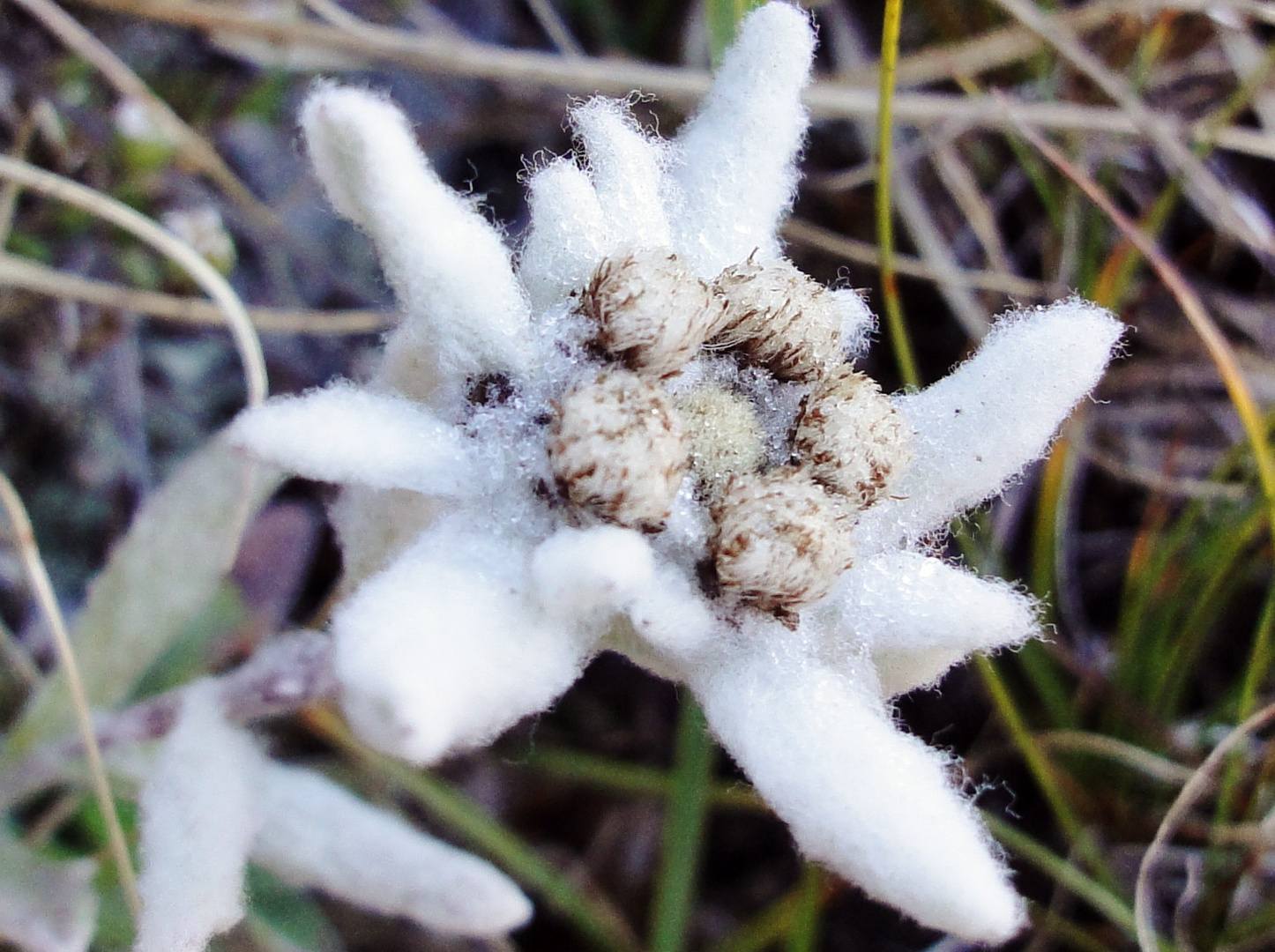 Edelweiss