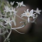 Edelweiss