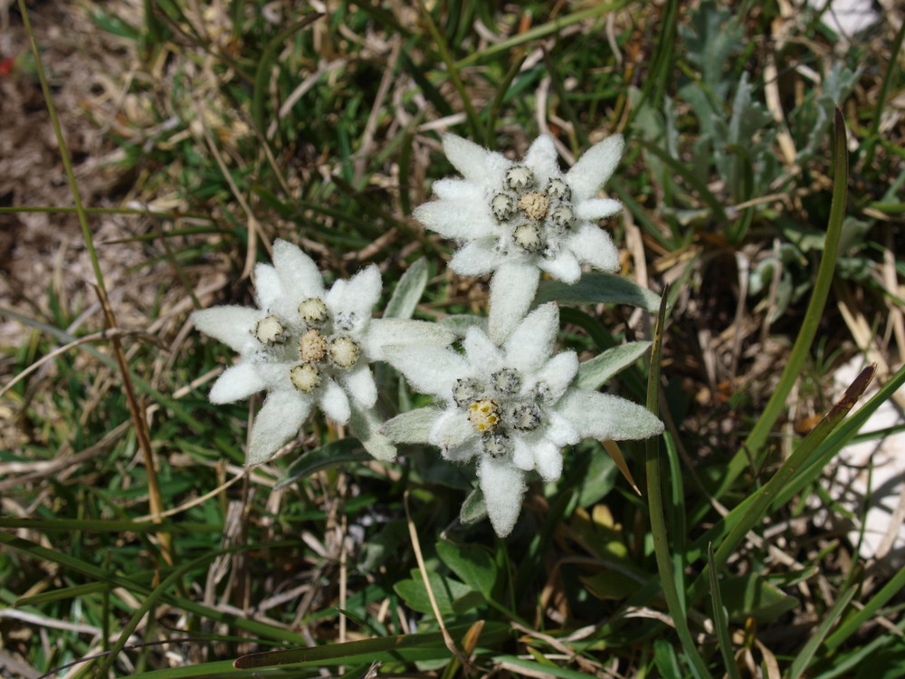 Edelweiss