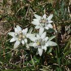 Edelweiss