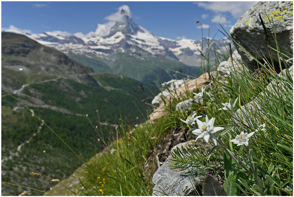 Edelweiss