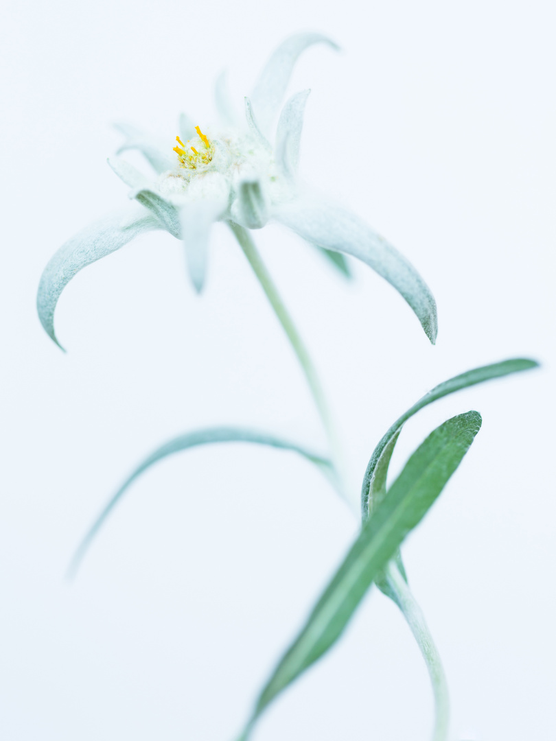 Edelweiss