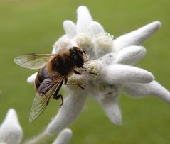 Edelweiss als Arbeitsplatz