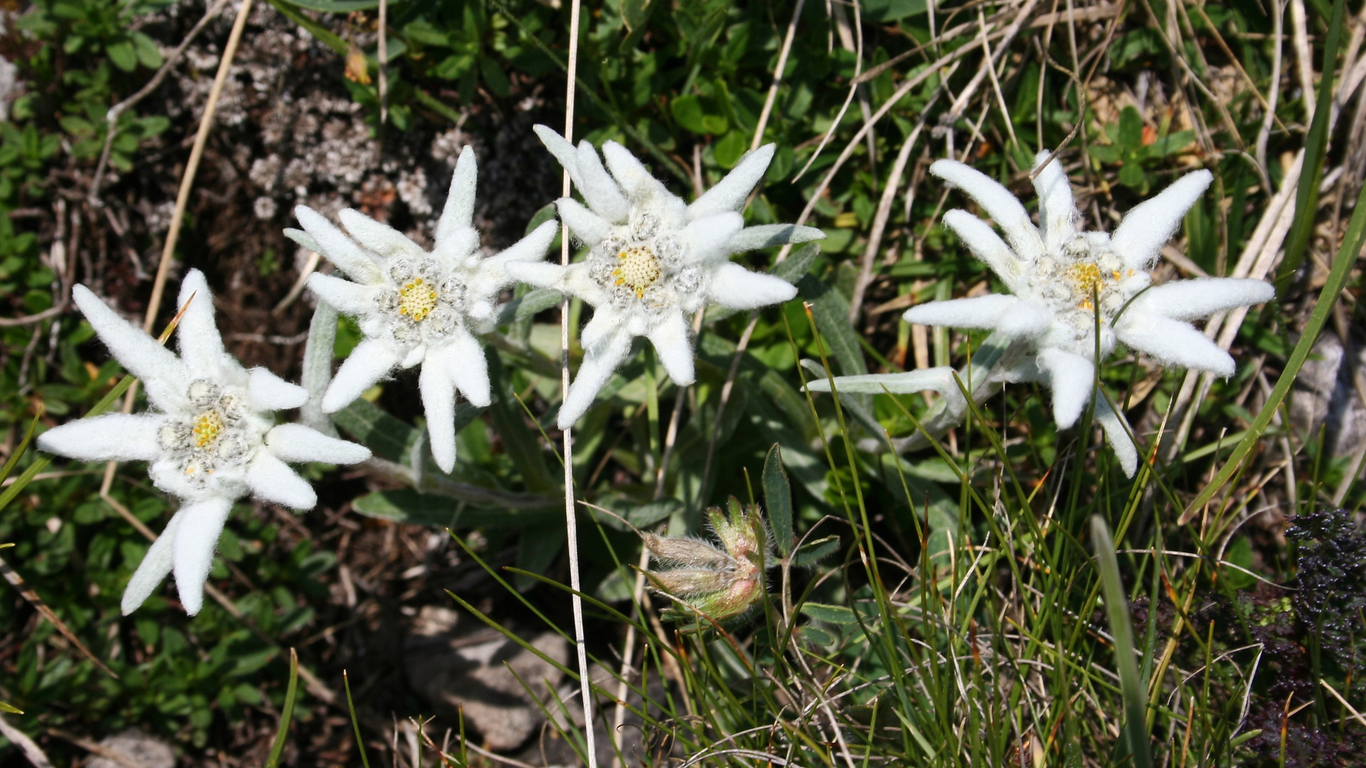 Edelweiß am Gailtaler Höhenweg (IMG_7737_ji)