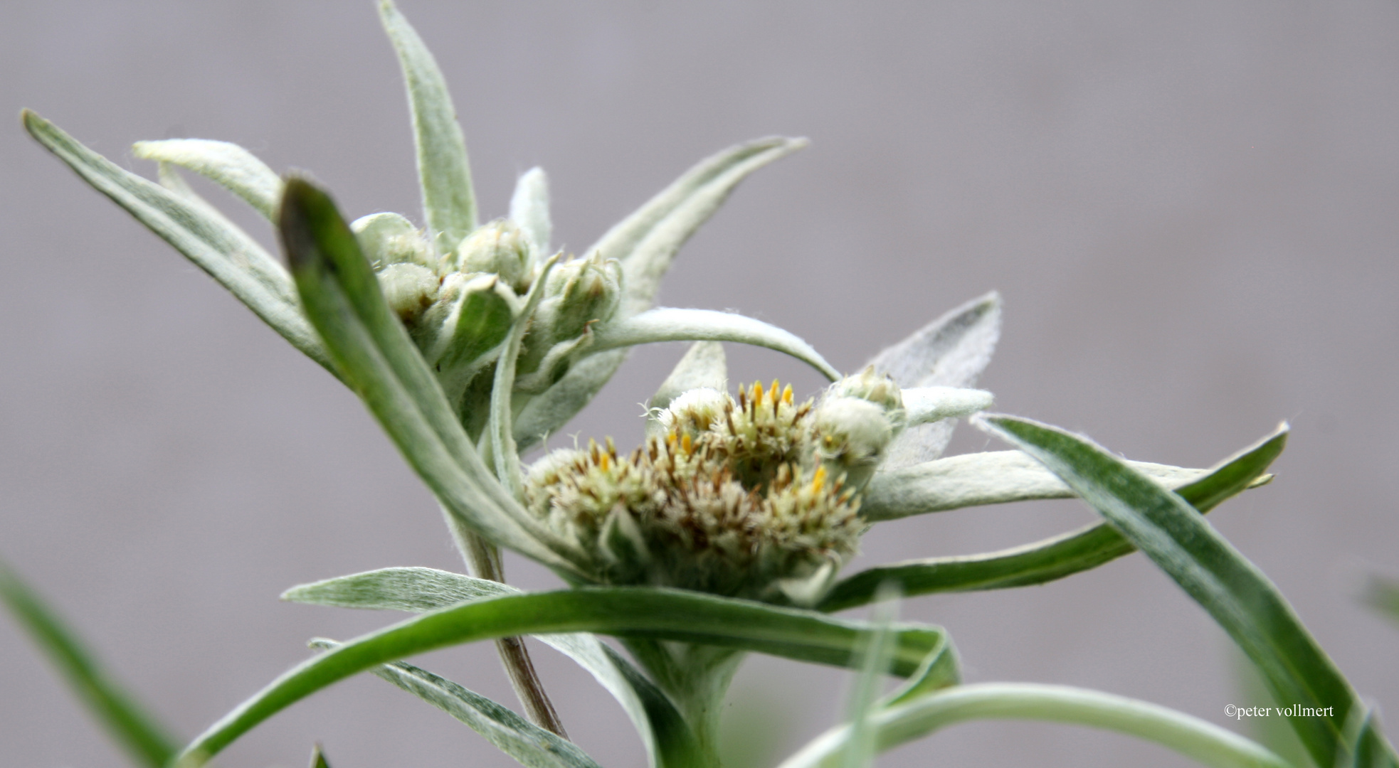 Edelweiss auf dem Balkon