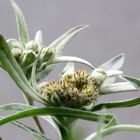 Edelweiss auf dem Balkon