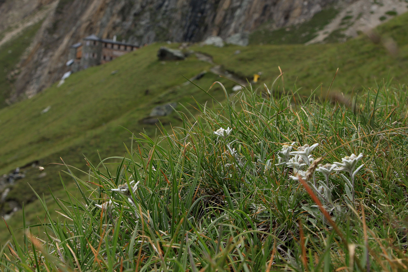 Edelweiß auf dem Weg zur Sajathütte